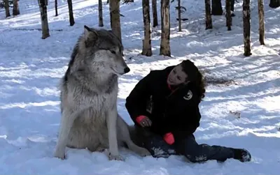 Волки из фильма Сумерки: лучшая подборка фотографий