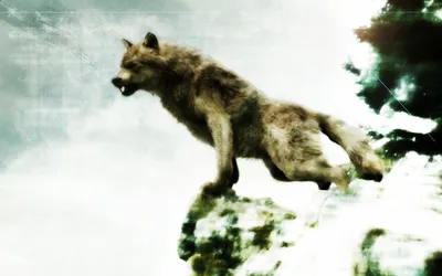 Картинки волков из Сумерек: новое изображение в HD, Full HD, 4K