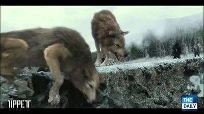 Фото волков из фильма Сумерки: бесплатное скачивание в PNG и JPG формате