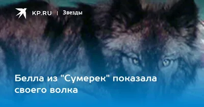 Фотографии волков, охраняющих секреты в фильме Сумерки
