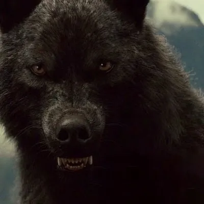 Прикоснитесь к духу волка через фотографии из фильма Сумерки