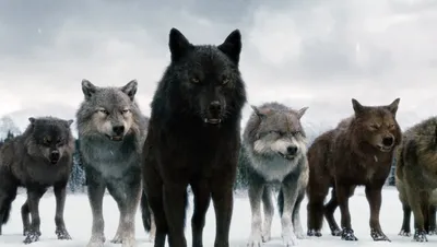Фото с волками из фильма Сумерки: бесплатное скачивание в хорошем качестве