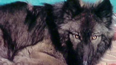 Фотосессия с волками: ощутите дикий дух фильма Сумерки