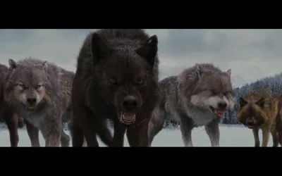 Волки из фильма Сумерки: лучшие фотографии для скачивания