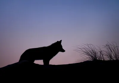 Фотографии волков на Windows скачать бесплатно