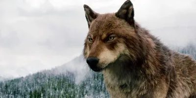 Бесплатные фото волков из фильма Сумерки: выберите формат и размер