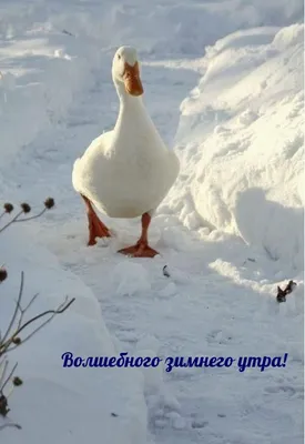 Зимнее утро в объективе фотографа