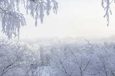 Зимнее утро: красота и тишина на фото