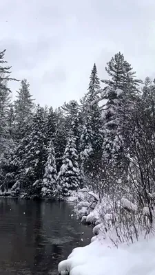 Замерзшие красоты: фотоизображения волшебного зимнего леса