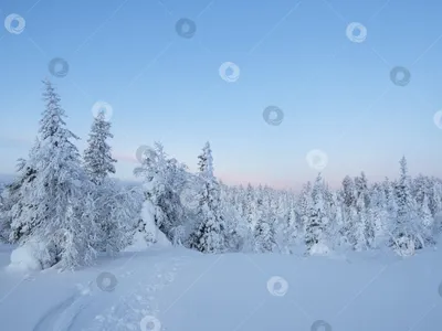 Зимняя сказка: фотографии, отражающие великолепие зимнего леса