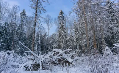 Картинка леса в хорошем качестве