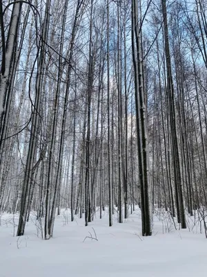 Скачай бесплатно волшебные фотографии зимнего леса 