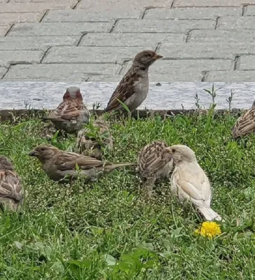 Насладитесь красотой воробьев на фотографиях высокого разрешения