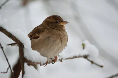 Ледяные птицы: великолепные фотографии воробьев на ваш выбор