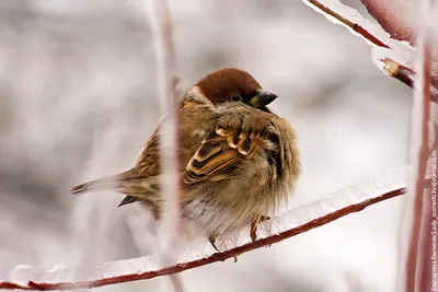 Загадочная зима: изысканные изображения воробьев для скачивания