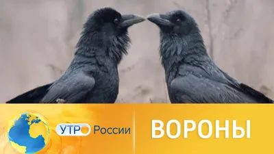 Воронье изображение: смотрите на чудо природы