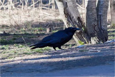 Ворон с корочкой хлеба: фото в высоком разрешении