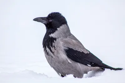 Ворона зимой  фото