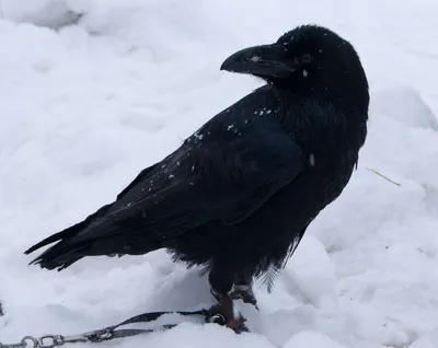 Изображение вороны в холодные зимние дни