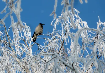 Фотографии ворон в зимних красках природы