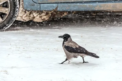 18. Уникальные фотографии ворон зимой: скачайте снимок