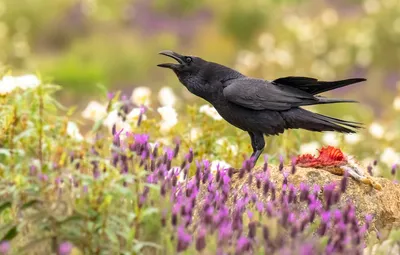 Бесплатно скачать фото вороны высокого качества