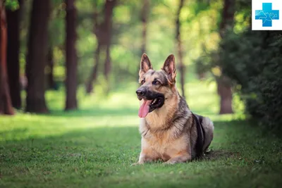 Восточноевропейская овчарка: собака, которая прекрасно выглядит на фото