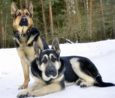 Фото собаки Восточноевропейской овчарки: выбирайте изображения по своему вкусу