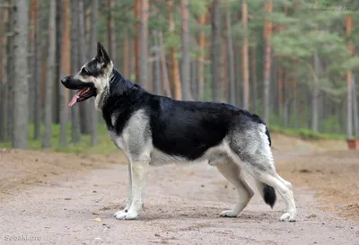 Фото собаки Восточноевропейской овчарки: огромный выбор изображений