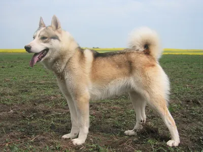 Собака Восточносибирской лайки на фото