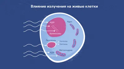 Картинка: Последствия радиации для организма человека