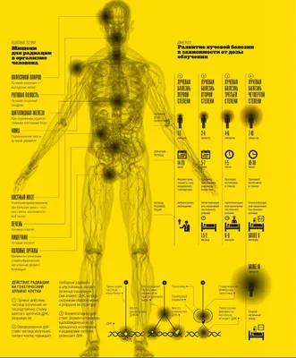 Изображение: Воздействие радиации на органы человека