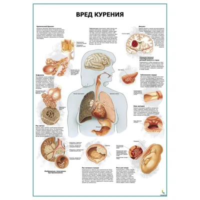 **Изображения о вреде курения: картинки и плакаты для просвещения**