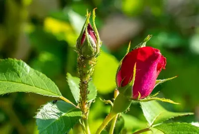 Вредные насекомые на розах: фото и способы борьбы
