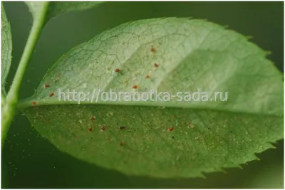 Защита роз от вредителей: фотокарточки и рекомендации