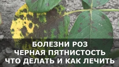 Фотографии роз с вредителями и советы по их устранению