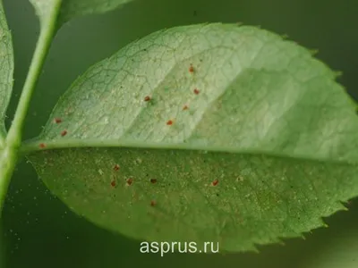 Фотографии вредителей роз: как уберечь свои цветы?