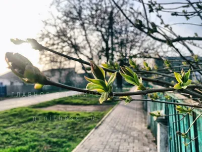 Весенний аромат: отражение весны в фотографиях