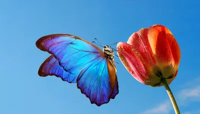 Фото Временный зуб бабочка с эффектом глиттера (JPG)