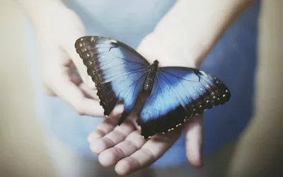 Удивительные бабочки в формате PNG для скачивания
