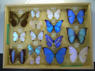 Коллекция разнообразных бабочек мира