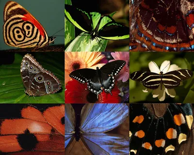 Фотки бабочек в высоком разрешении для загрузки