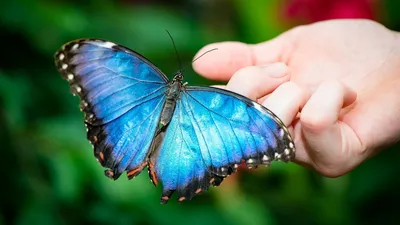 Большие фотографии бабочек для детального просмотра