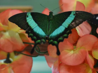 Удивительные бабочки в различных форматах изображения