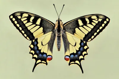 Захватывающие фото самых редких видов бабочек