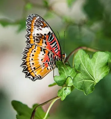 Все оттенки красоты бабочек на вашем экране
