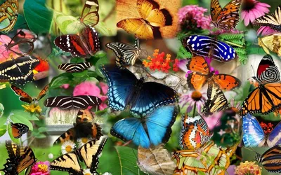Очаровательные фотографии бабочек мира