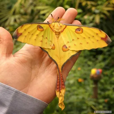 Разнообразные изображения фантастических бабочек