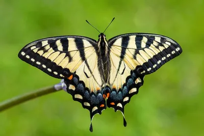 Коллекция фотографий прекрасных бабочек мира