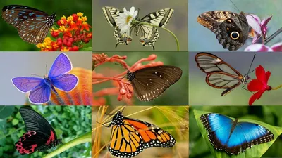 Коллекция фотографий всех бабочек мира